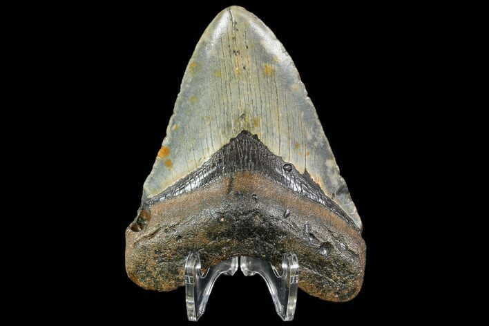 Fossil Megalodon Tooth - North Carolina #108898